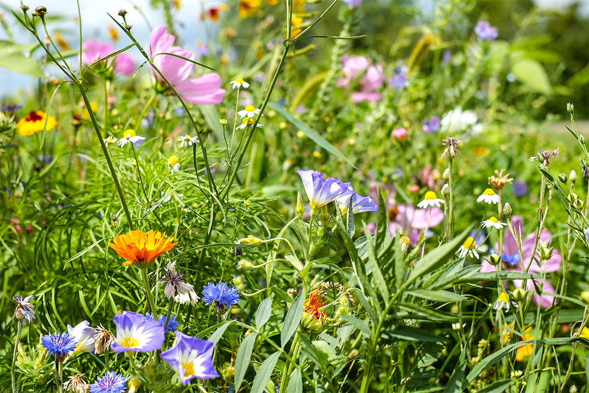 flower meadow 1657016